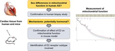 Frontiers Sex Differences And Estrogen Effects In Cardiac